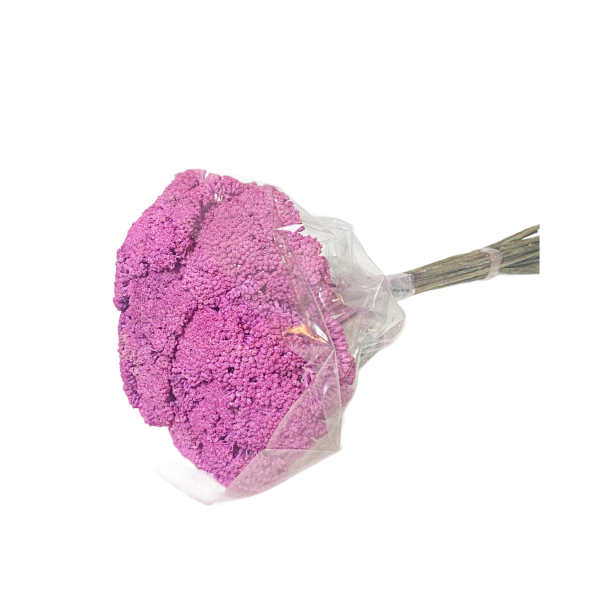 Achillea roz inchis 50g.
