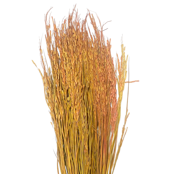 Planta orez galben-portocaliu 100g.