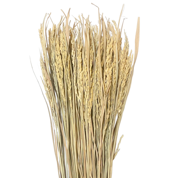 Planta orez natur 100g.