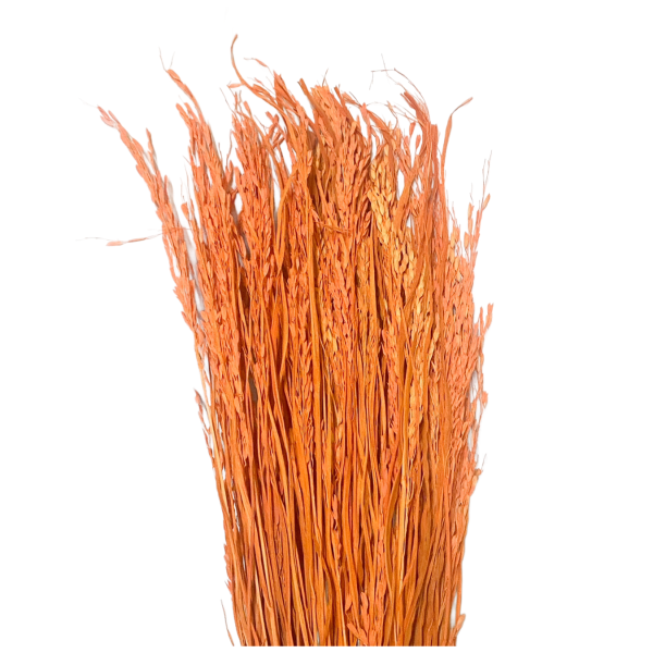 Planta orez portocaliu 100g.