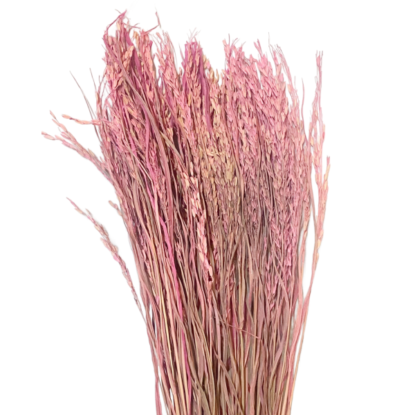 Planta orez roz 100g.